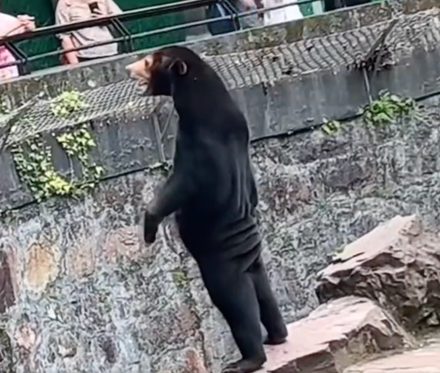 Onlookers were perplexed at the bear on its hind legs