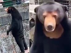 China zoo forced to deny some of its sun bears are humans in costume