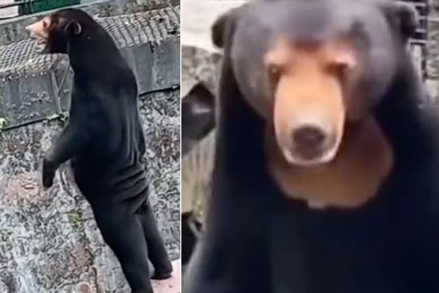 <p>The images of the sun bear have been circulating on social media fior days </p>
