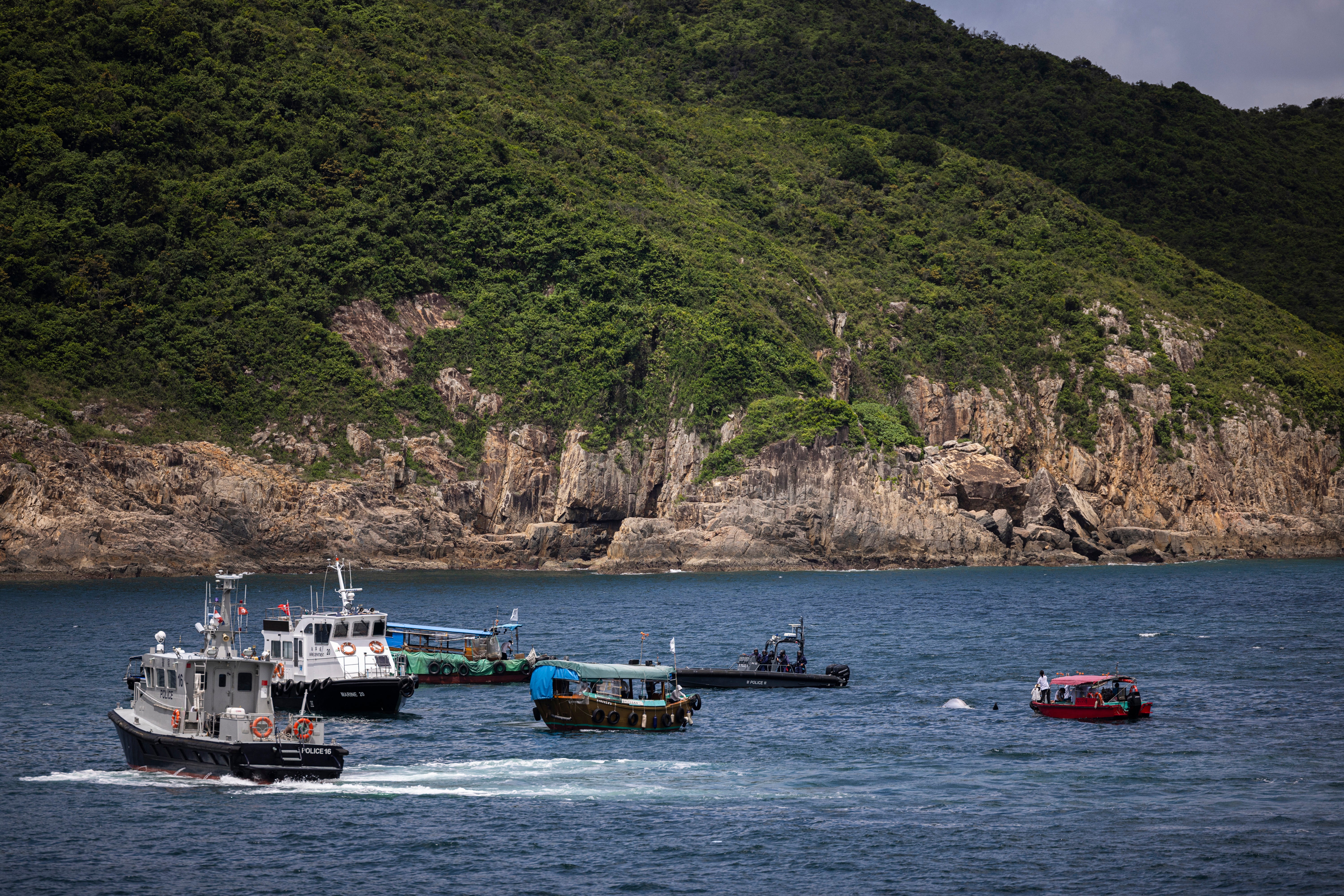 Hong Kong Whale Carcass