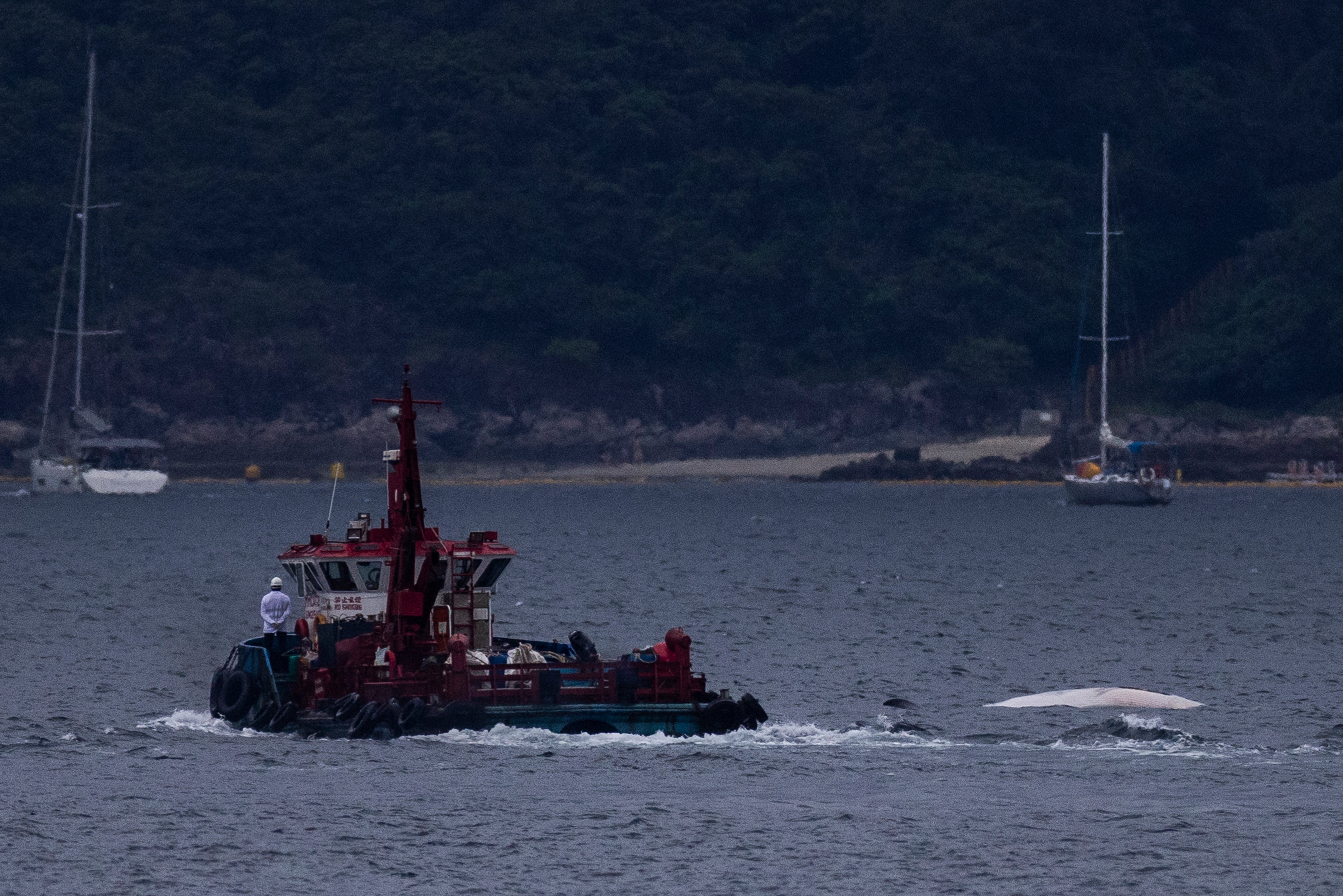 Hong Kong Whale Carcass