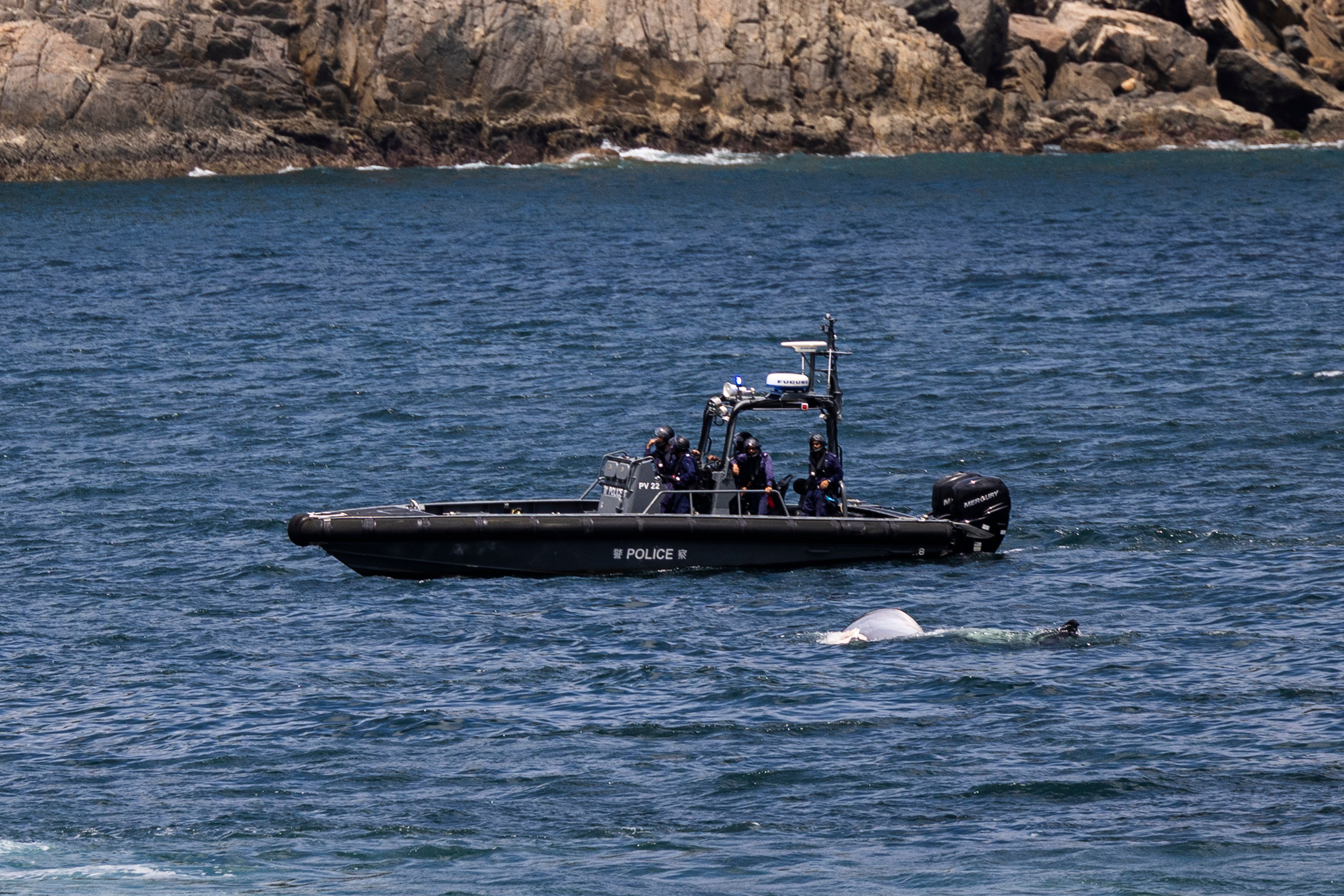 Hong Kong Whale Carcass