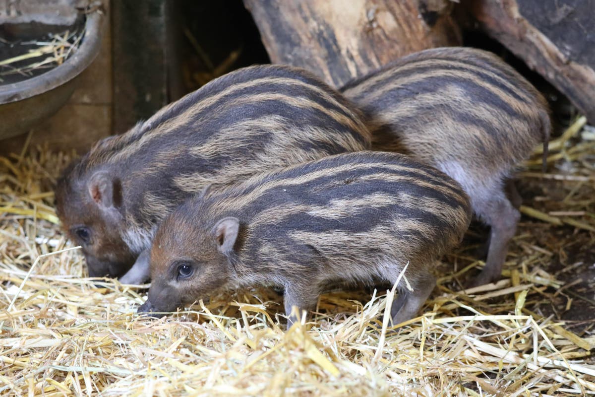 Endangered piglets born at Edinburgh Zoo | The Independent