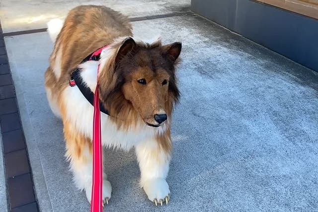 Un japonés da su primer paseo como ‘perro humano’