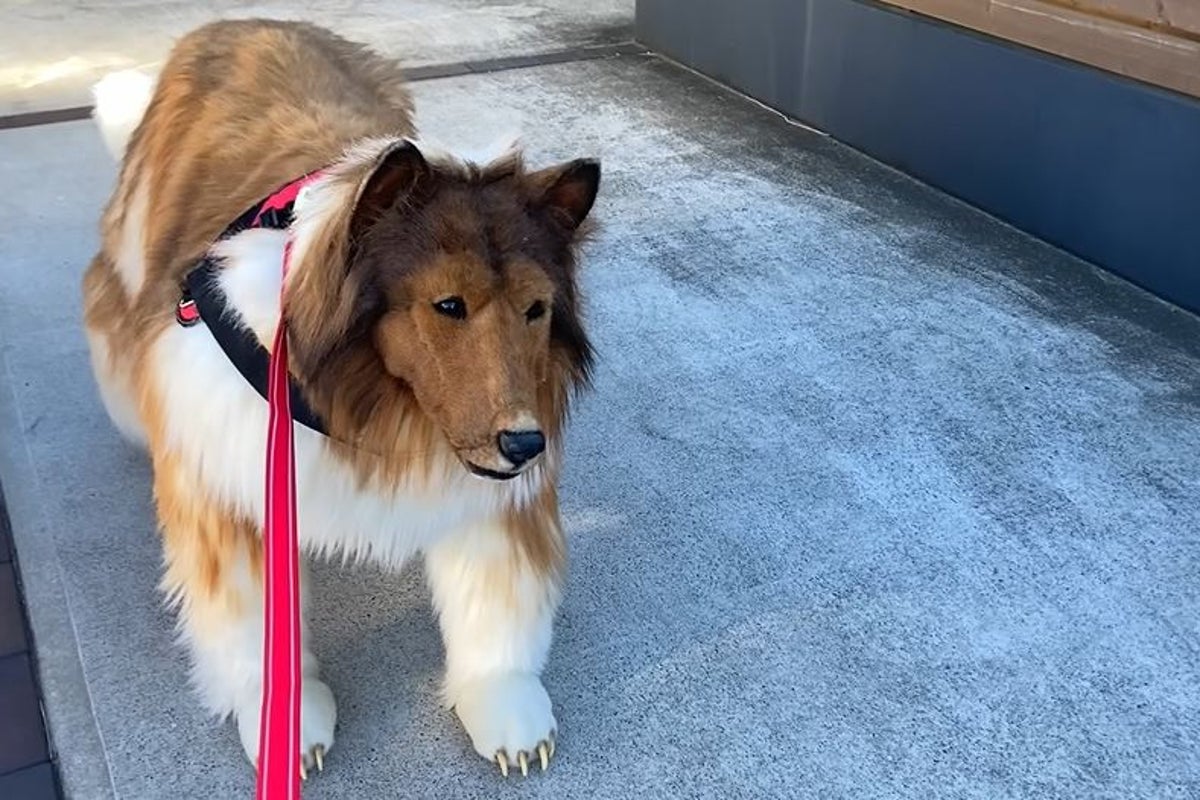 Japanese man takes his first walk as ‘human dog’ after spending £10K on ...
