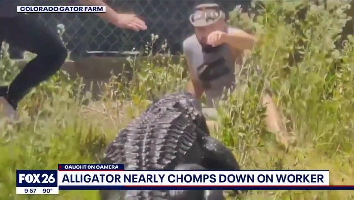 <p>Reptile park worker slips while feeding 600lb alligator</p>
