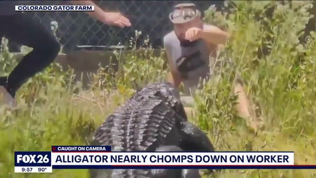 <p>Reptile park worker slips while feeding 600lb alligator</p>