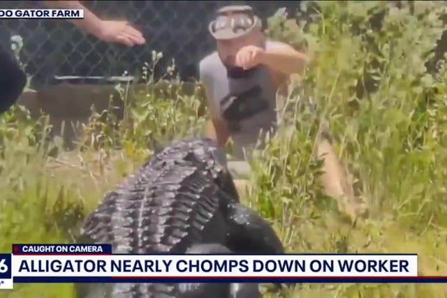 <p>Reptile park worker slips while feeding 600lb alligator</p>