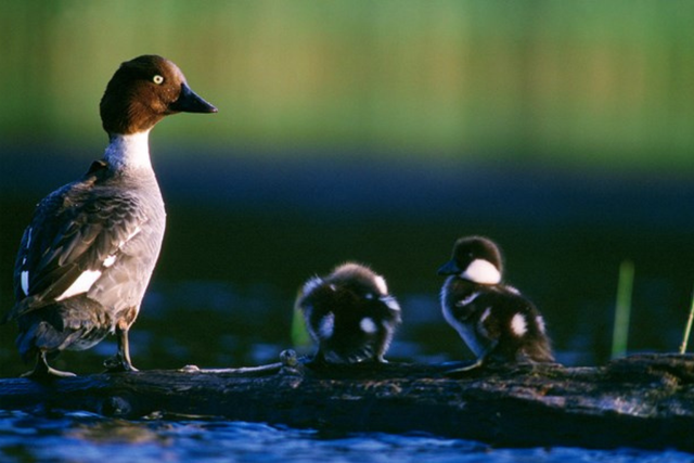 More than 25 goldeneye ducklings have been born at Muir of Dinnet National Nature Reserve in the Cairngorms (Laurie Campbell/PA)