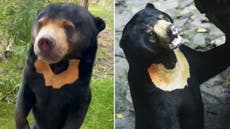 UK wildlife park shares video of sun bear standing on hind legs: ‘Natural behaviour’