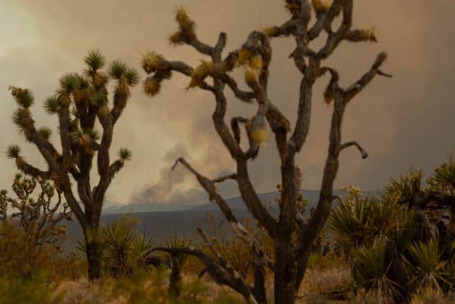<p>Fires burning in the Mojave National Park are threatening its famous Joshua trees </p>