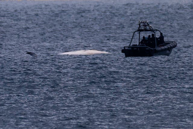 HONG KONG-BALLENA MUERTA