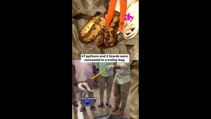 <p>47 pythons and two lizards seized from passenger’s suitcase</p>