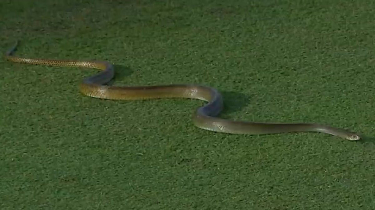 Snake slithers onto cricket pitch and interrupts play in Sri Lanka