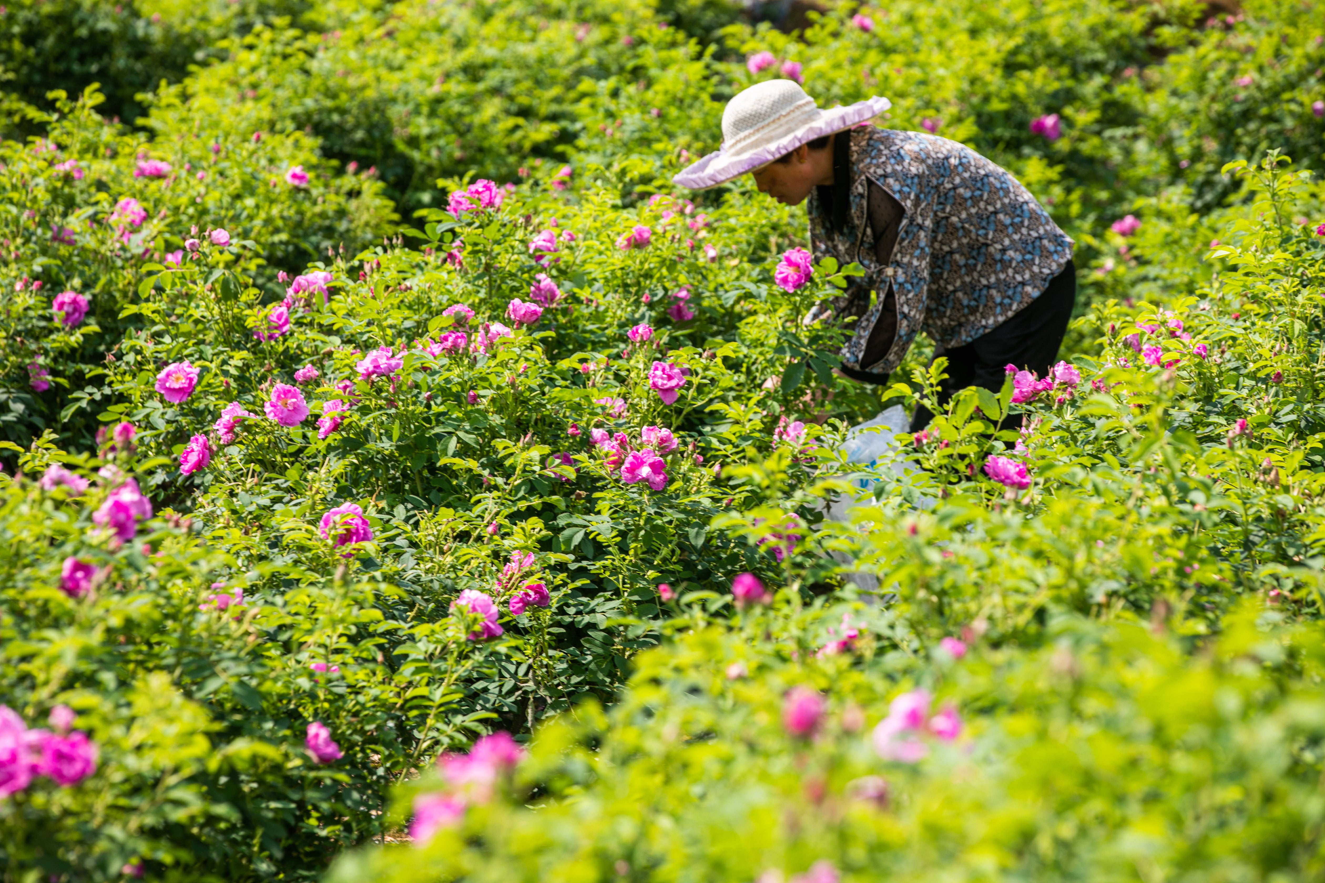 A farmer harvests edible roses on a plantation in Bijie, Guizhou province