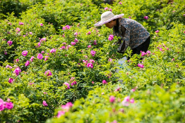 <p>A farmer harvests edible roses on a plantation in Bijie, Guizhou province</p>