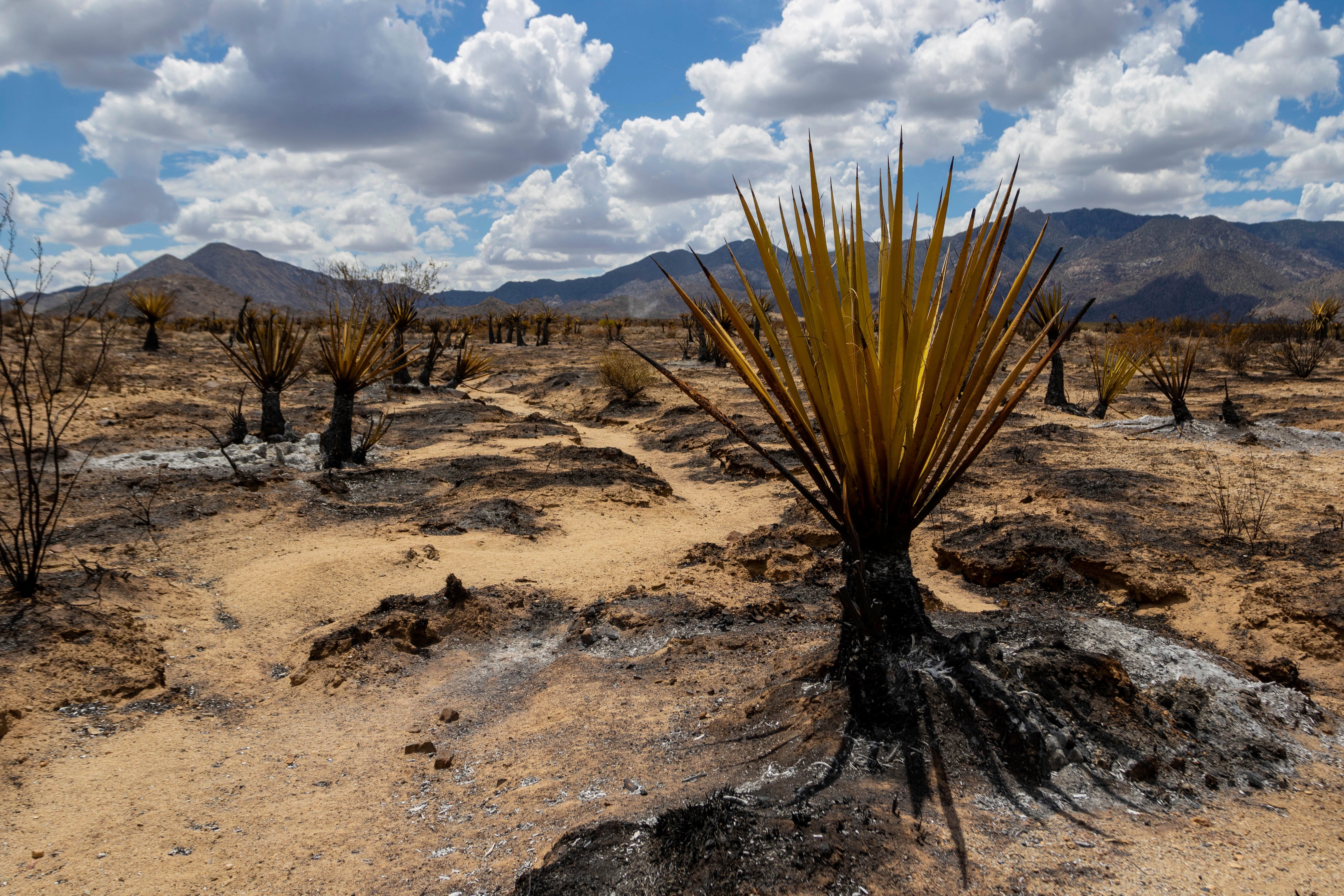 Burned landscape from the York Fire in the Mojave National Preserve is shown on Tuesday, Aug. 1, 2023, in Nipton, California