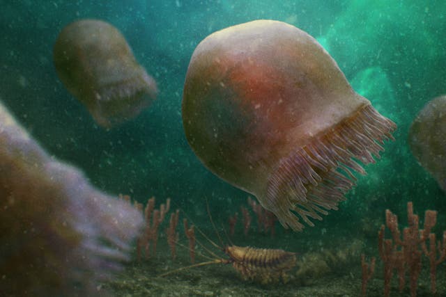 <p>Artistic reconstruction of a group of Burgessomedusa phasmiformis swimming in the Cambrian sea</p>