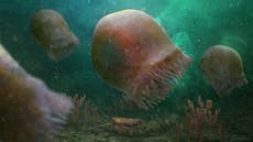Fossils may have just revealed oldest ever known jellyfish species