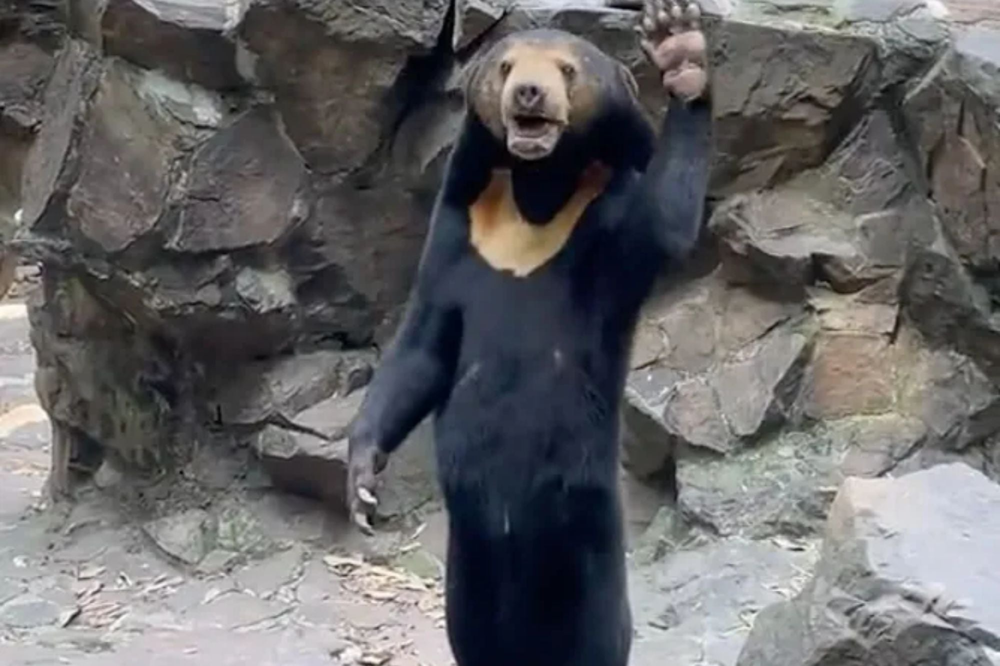 The infamous Chinese sun bear waves at visitors