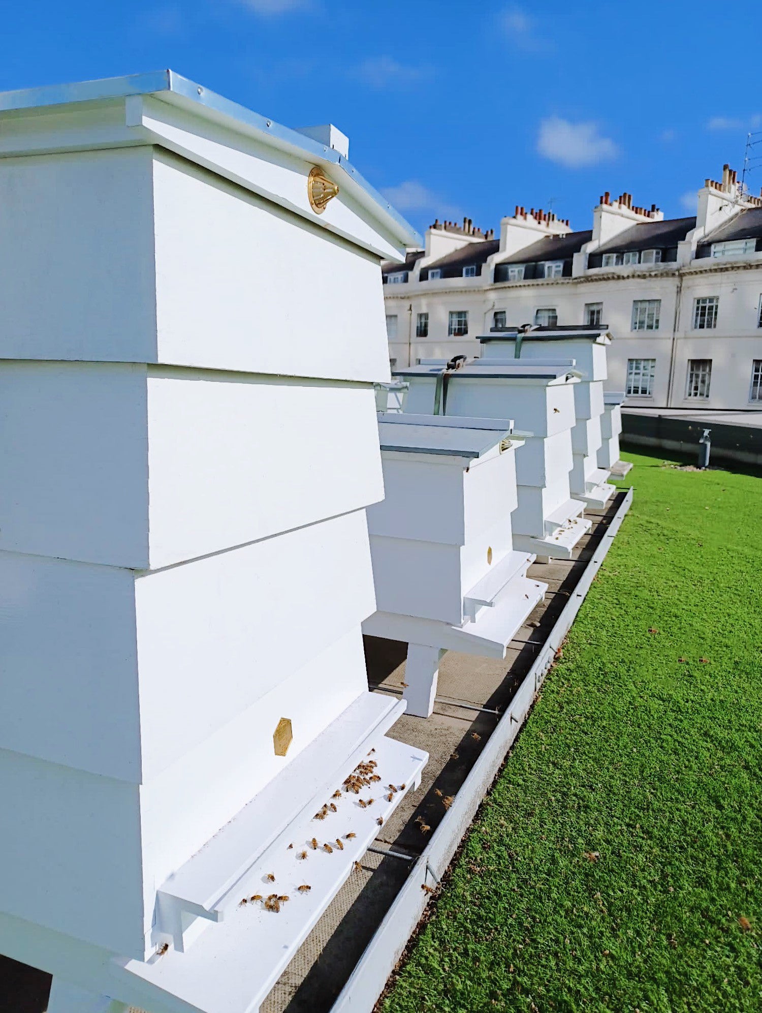 Hive mind: The beehives on the roof
