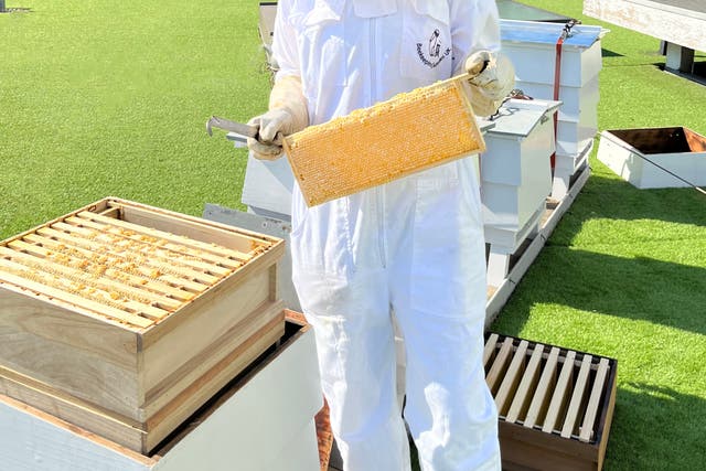 <p>Sweet rewards: Harvesting the honey from the beehives at Royal Lancaster London </p>