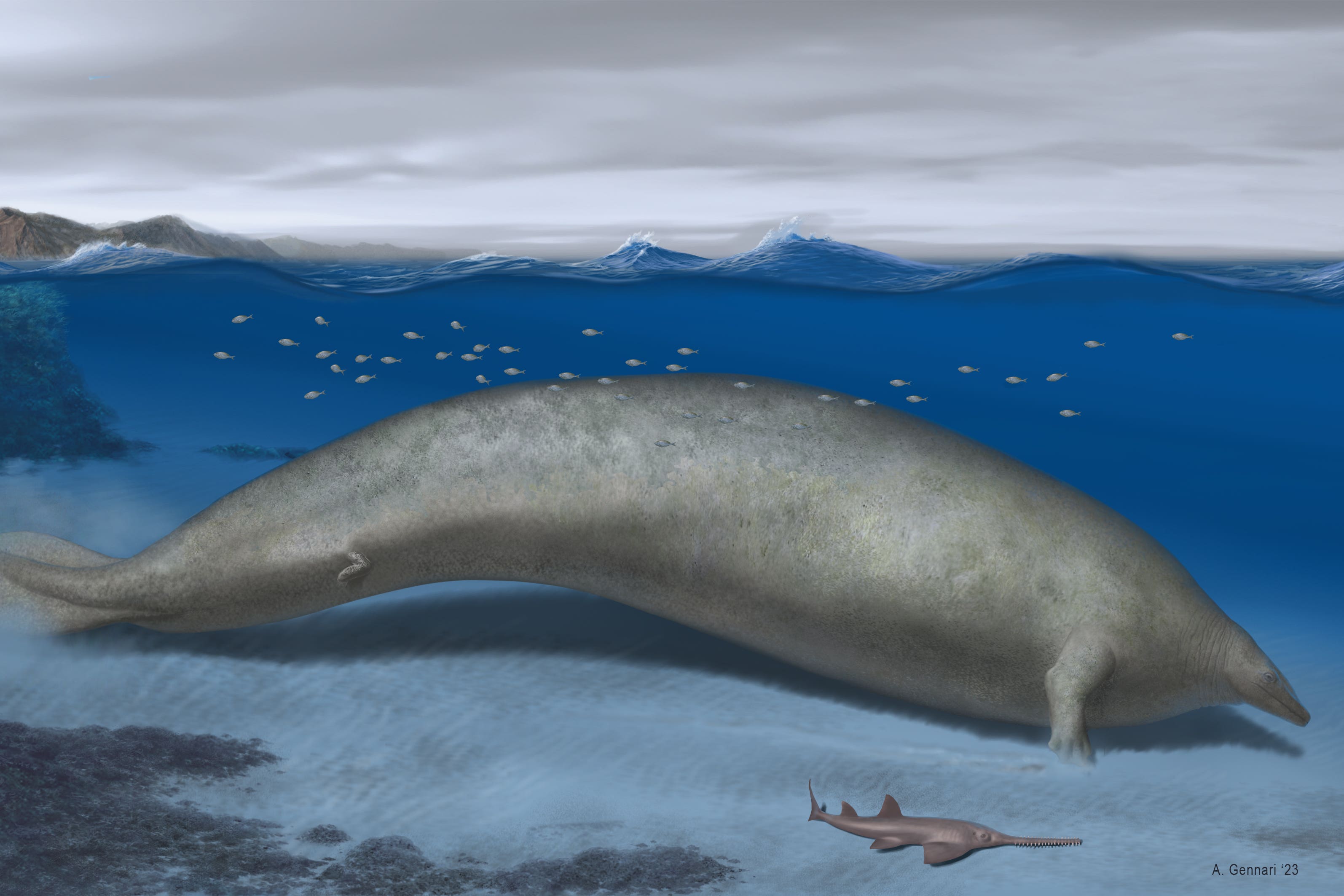 The heaviest animal that ever lived may be an ancient whale species, named Perucetus colossus by scientists, which swam in the oceans around 39 million years ago (Alberto Gennari/PA)