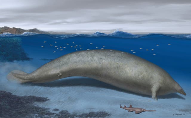 Giant Ancient Whale