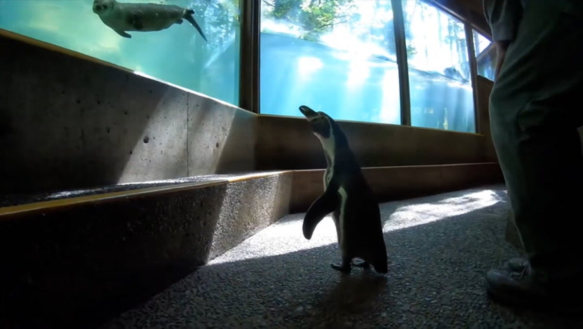 Curious Humboldt penguins stop to visit other animals during tour of zoo