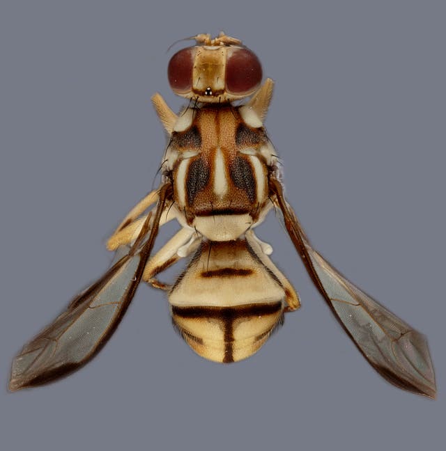 California-Invasive Fruit Fly