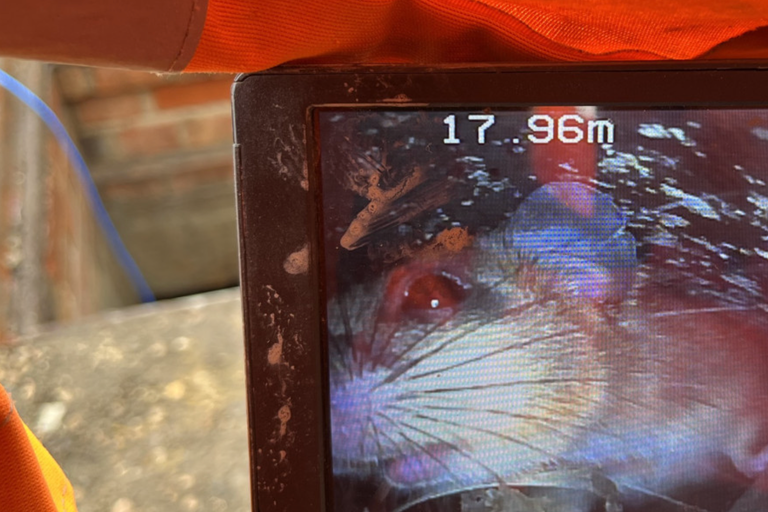 Internet Rats Town left without internet after rats bite through broadband cables ...