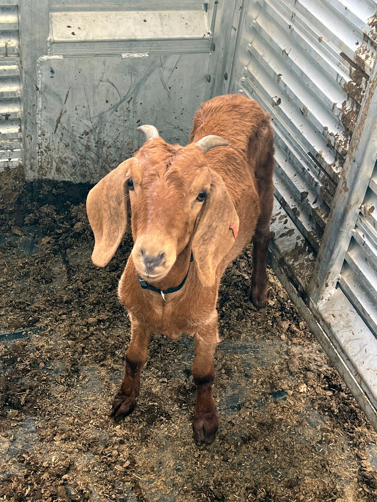 Willy the Texas rodeo goat, on the lam for weeks, has been found safe
