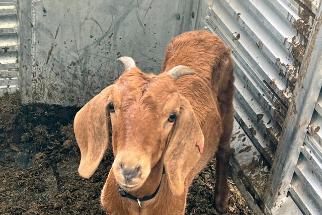 Missing Texas Rodeo Goat