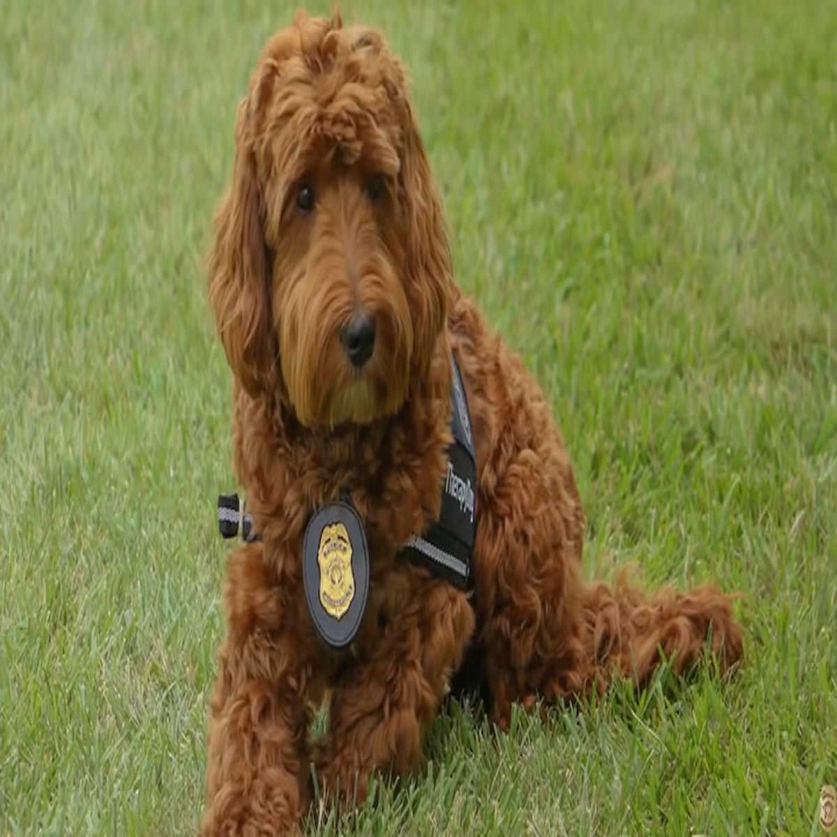 hay mini labradoodles