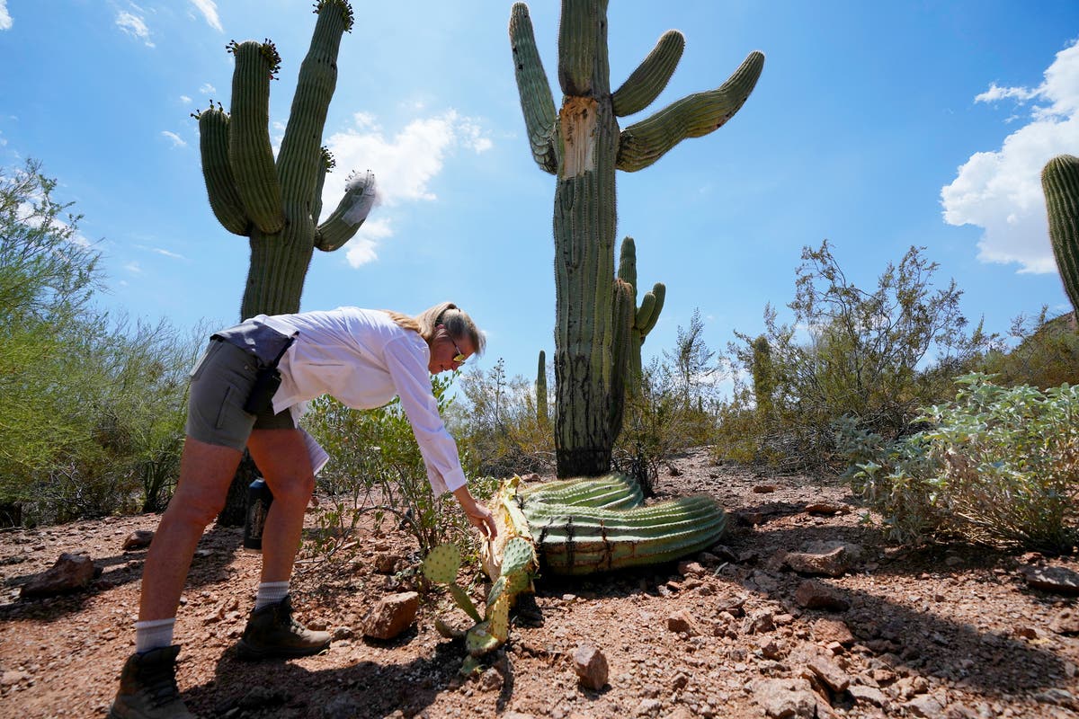 Saguaro cacti, fruit trees and other plants are also stressed by ...