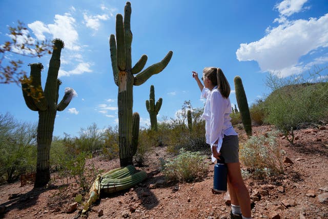 ARIZONA-CALOR-PLANTAS