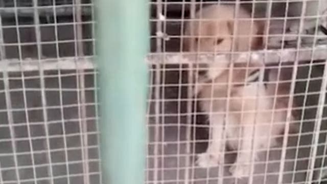 <p>The mini-lion captured at Yuanjiashan Zoo.</p>