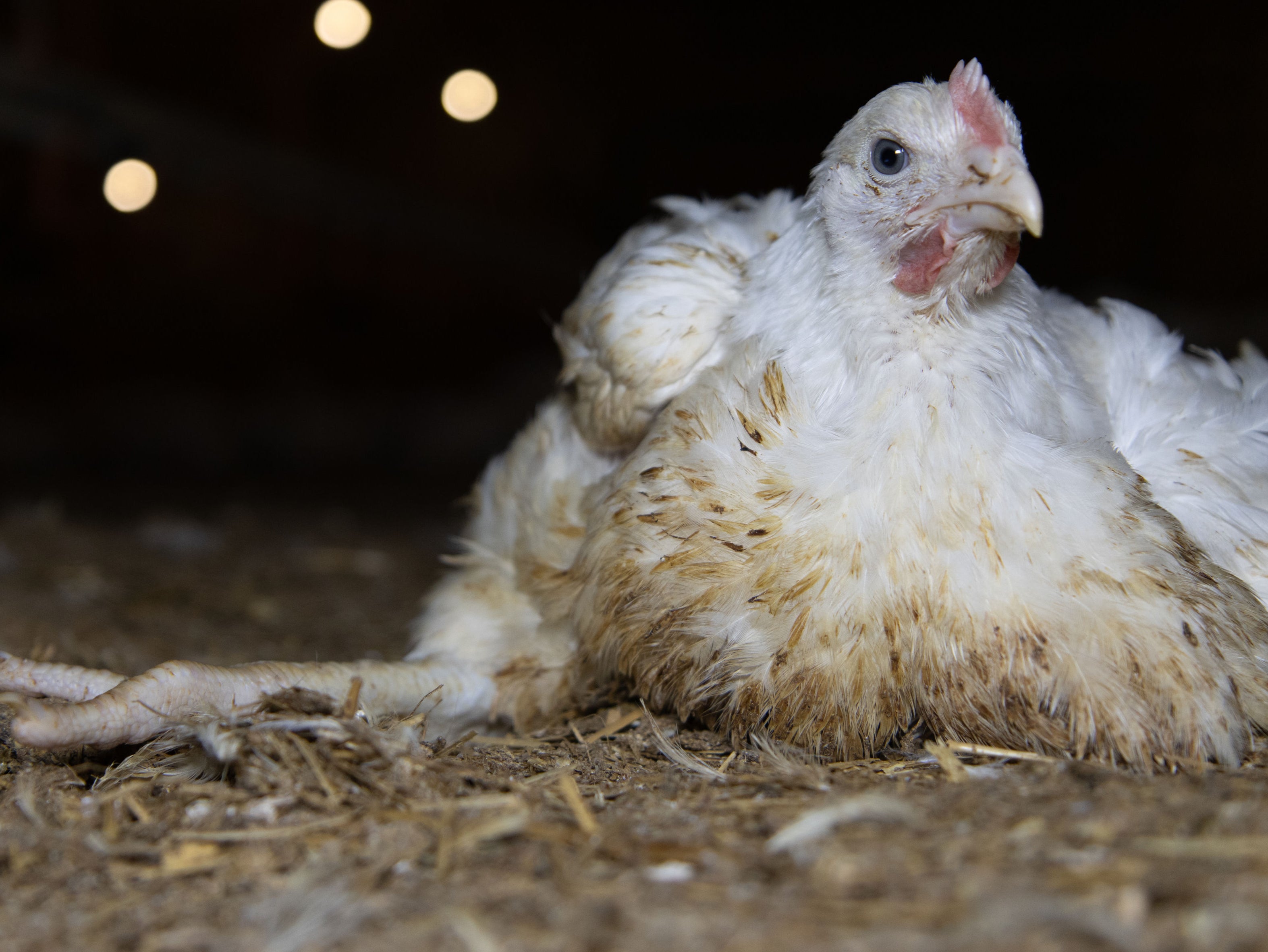 Chickens could not support themselves and were forced to lie in their own waste, activists say