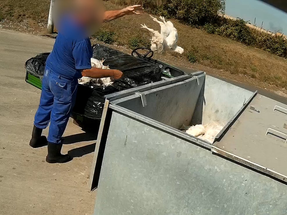A worker flings carcases into a bin