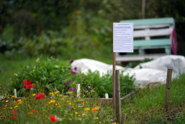 A view of Park Road Allotments in Isleworth, west London (Yui Mok/ PA)