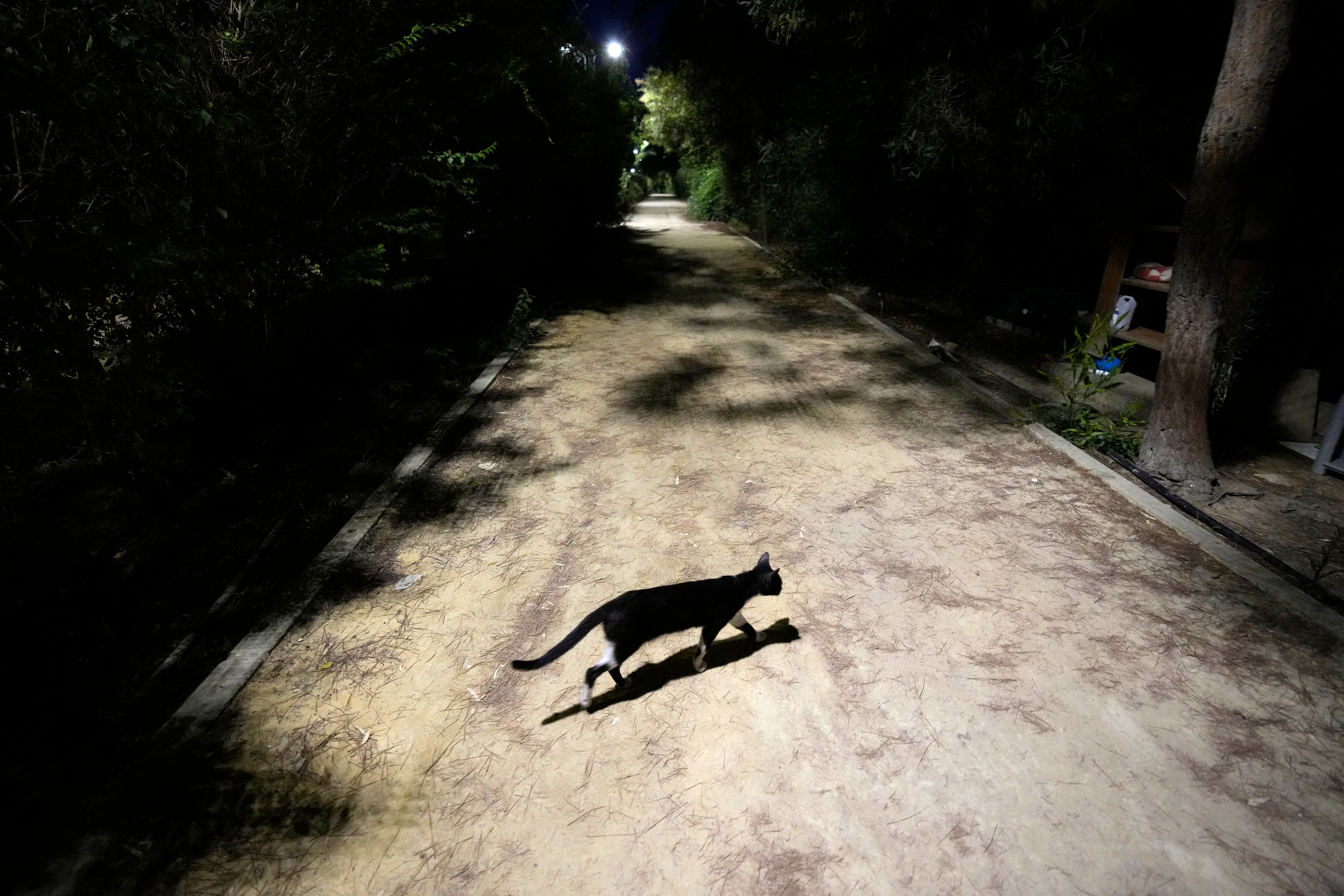 Cats do not have the same legal protections as dogs