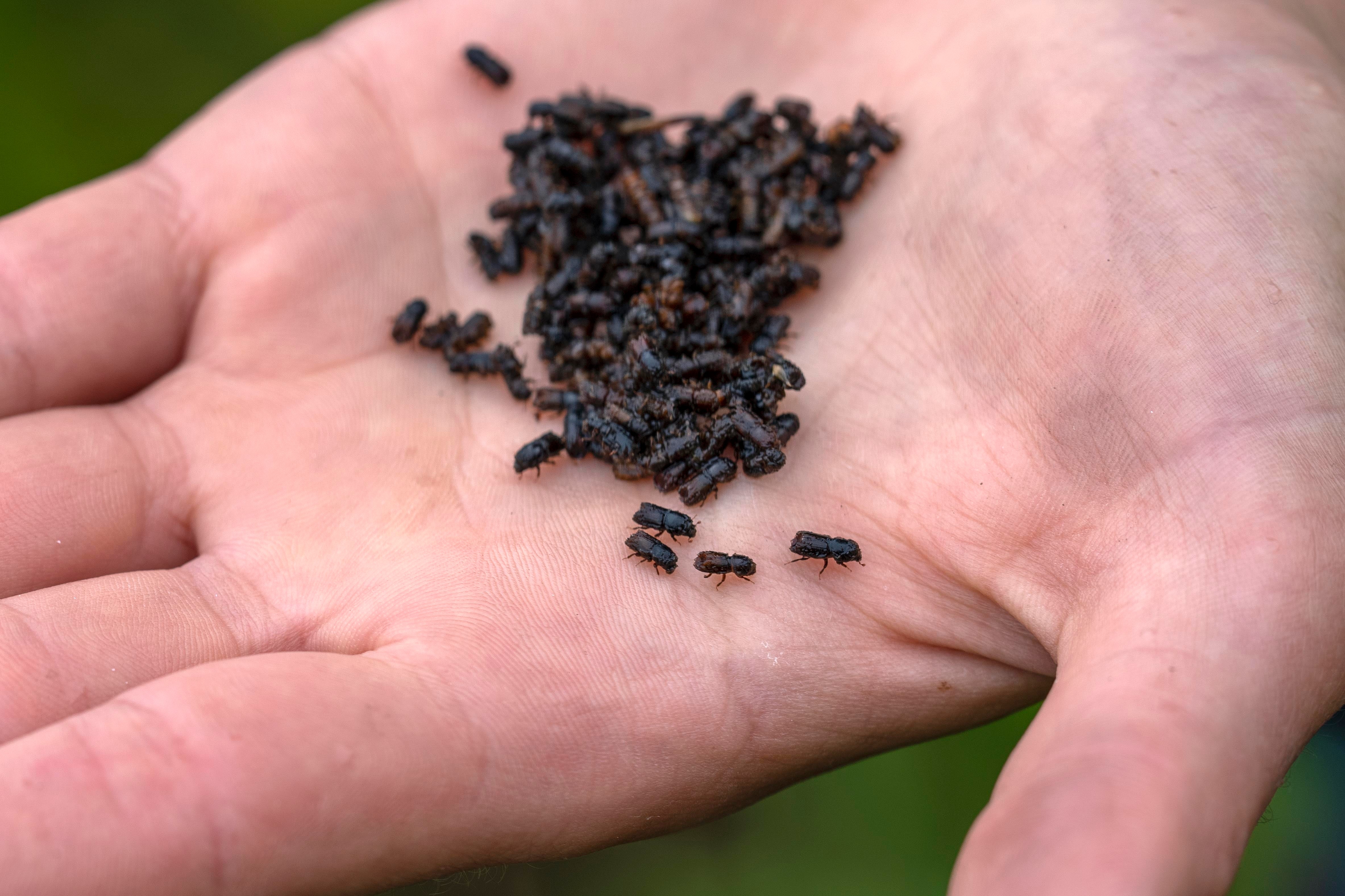 The eight-wet spruce bark beetle is just 5 mm long and is considered the largest enemy on the government's plant health risk register