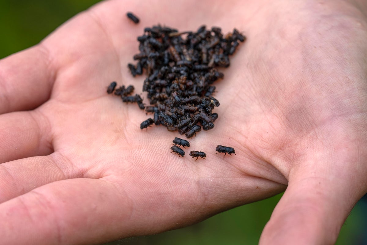 Are drones the secret weapon in the fight against the spruce bark beetle?