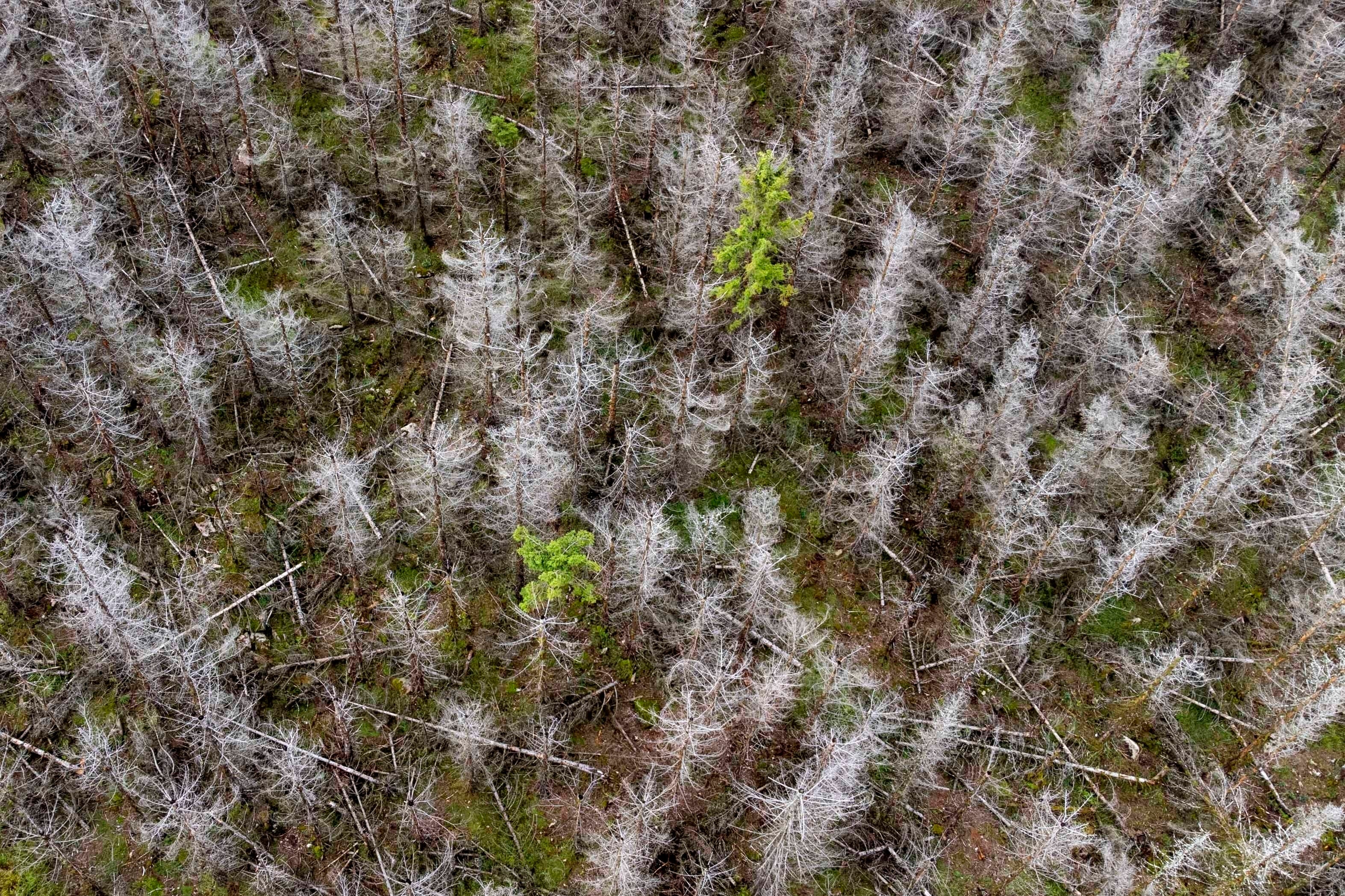 Climate Germany Bark Beetle