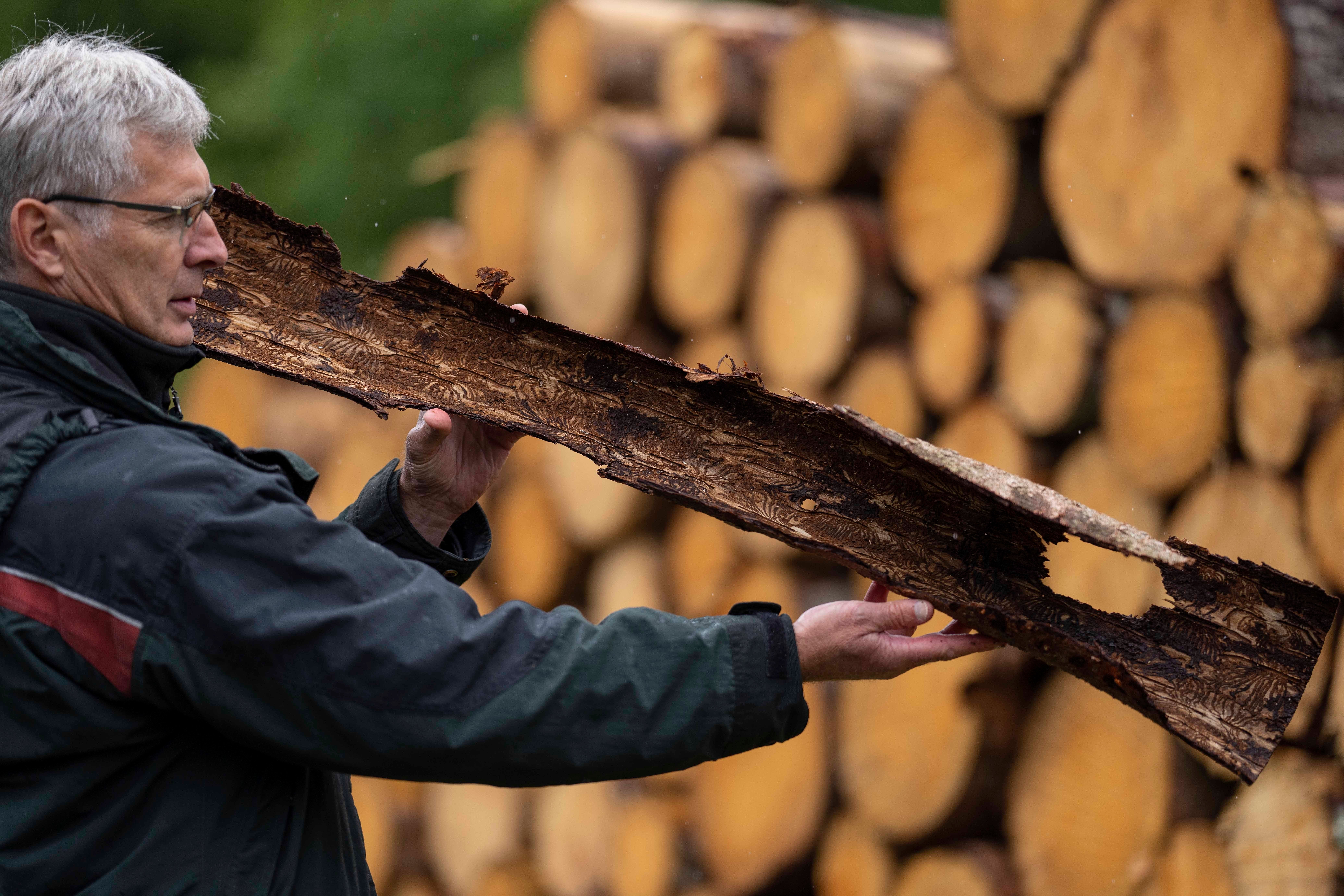 When an area of contamination has been identified, it will have to remove the tree hosting and neighboring wood.