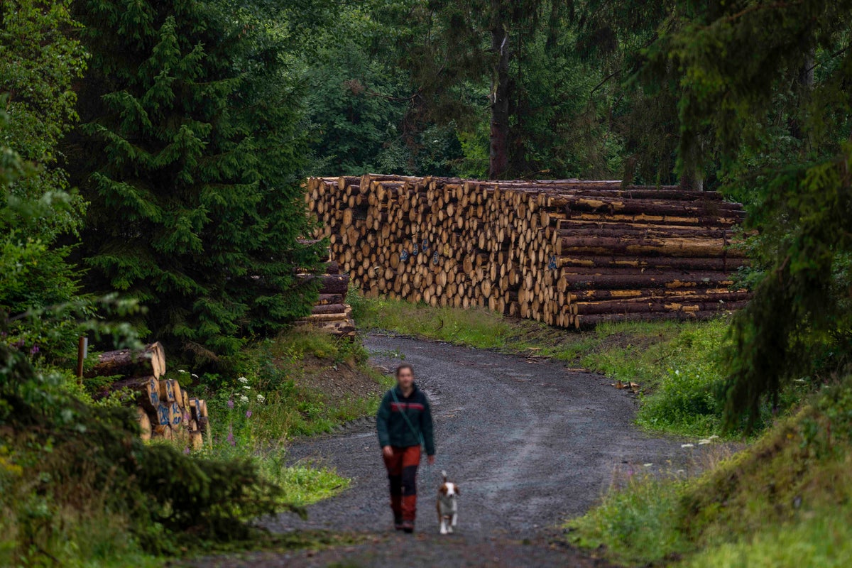 https://static.independent.co.uk/2023/08/04/13/Climate_Germany_Bark_Beetle_83891.jpg?width=1200&height=800&crop=1200:800