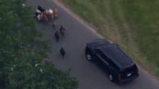 Donald Trump’s motorcade blocked by goats on return to New Jersey golf club