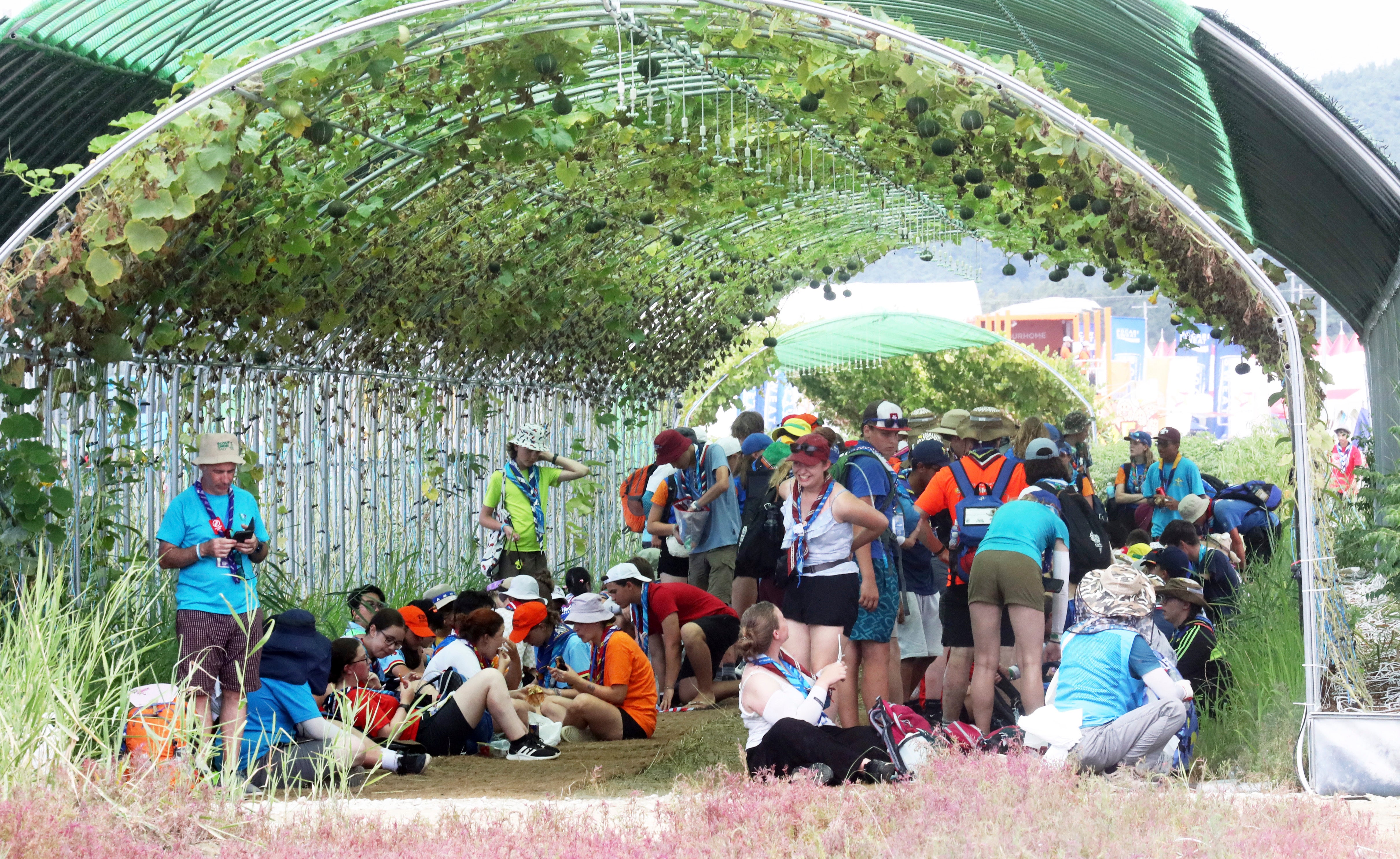 Attendees of the World Scout Jamboree beat the heat under a vine tunnel at a campsite in Buan