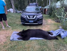 Black bear shot and killed by Montana man in his living room after break-in