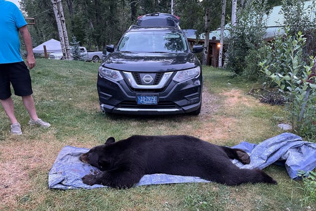 Bear Killed Living Room